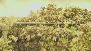 Marijuana Mania Episode 2 - When Big Business Meets Culture
