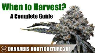 Is Your Cannabis Plant Ready For Harvest?