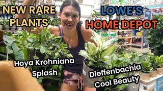 New $16 RARE Plant Varieties at Lowes & Home Depot - Big Box Rare Plant Hunting