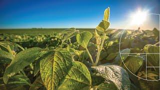 Webinar Soya I Estrategias de nutrición foliar para altos rendimientos de soya