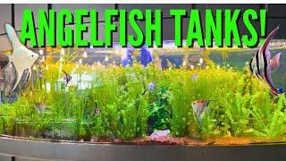 10 Beautiful Freshwater Angelfish Tanks