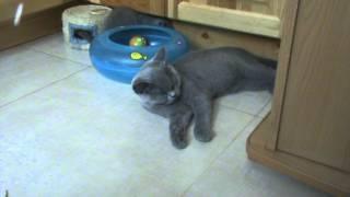 Xena is plaing with little kitten. British shorthair.