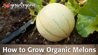 How To Grow Organic Melons