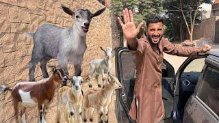 Turab Cute Goats Lainy Gaun Chala Gya 