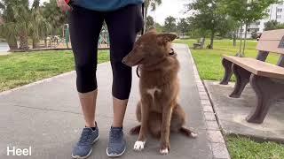 “Kila” 5mo Wolf Shepherd Dog| Daytona Beach Dog Training | Central Florida Dog Training