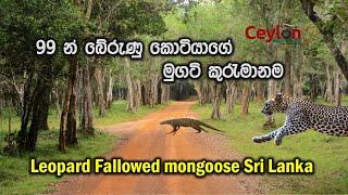 leopard fallowed mongoose to catch him at wilpaththu - Sri Lanka  #ceylonwildtrails #wilpaththu