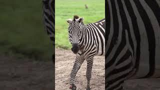 Zebra Injured by a lion attack in Ngorongoro crater.