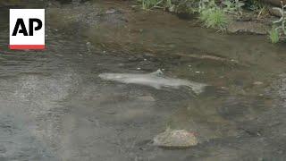 Salmon return to historic habitat after largest dam removal project in the US