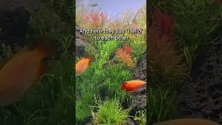 Honey Gourami - Give me five