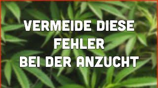 Indoor Grow Anzucht - Diese 8 Fehler solltest du UNBEDINGT vermeiden