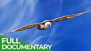 Kings of the Sky: A Rivalry Above the Alps | Free Documentary Nature