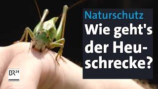 Naturschutz: Heuschrecken suchen, sichten, kartieren | Abendschau | BR24