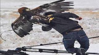 Top 7 Most Epic Eagle Attacks (Wolf, Bear... & Human)