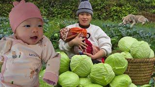 Make Cabbage Rolls - Harvest vegetables & to market to sell | Ly Thi Ca