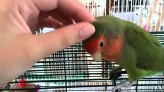 Peach faced lovebird likes head scratches