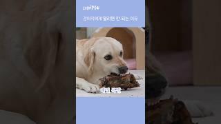 강아지한테 휘둘리면 안되는 이유;;