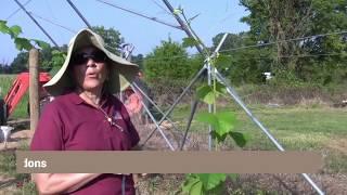 High Tunnel Grapes – Trellising & Training