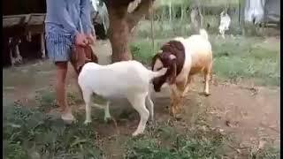 Goat videos goat farming