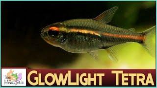 All About Glowlight Tetra: Tiny Darling of the Tank!