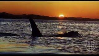 Free Willy Trailer