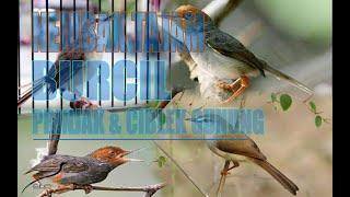 MASTERAN BURUNG KECIL | MASTERAN BURUNG KECIL RIBUT || PRINJAK BETINA || CIBLEK GUNUNG | CIGUN