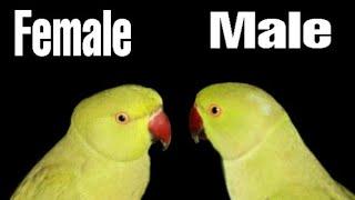 Difference for male and female ringneck parrot