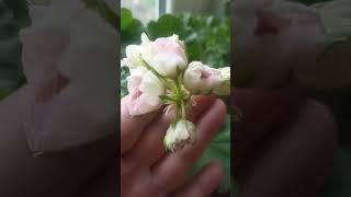 ЮГ МИМОЛЁТНОЕ ВИДЕНИЕ МАЙ 2025 Г