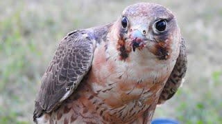 Shaheen Falcon Training: Variability in Response and Its Causes