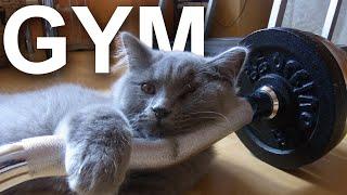 GYM - PAROLE DE CHAT