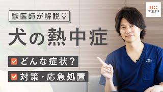 じつは室内が多い【犬の熱中症】の症状や対策・対処法を獣医師が解説！（フレッシュペットフード / 手作りドッグフード）