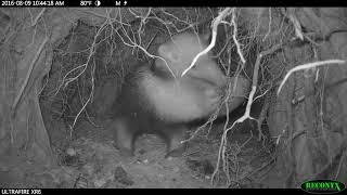 Baby Lesser Anteater Hides in Burrow from Predators