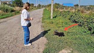 Tiny Puppy was Found in Bag with Piece of Bread by Roadside.. How would She Survive?