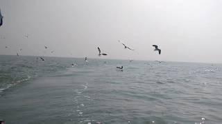 Trips N Holiday: Chilika Bird Sanctuary - Nalabana - famous for migratory birds