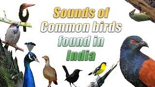 Common bird sounds of India - Backyard bird sounds- Indian Bird sounds for kids @IndianBirdVideos