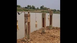 Village bamboo tarp hook fishing video  mangur machhali #raaz_fishing #shorts