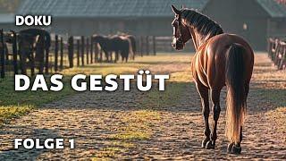 The Stud – Episode 1: Foal Season (Horse Documentary | moving animal documentary | German)