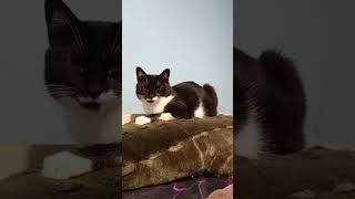 зашла сегодня хлебушка купить..#мурка#котик#юмор#шортс#2025 .
