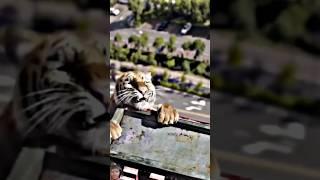 Please save the tiger he is so kind #viralvideo #emotional #shorts #popular #nature #humanity