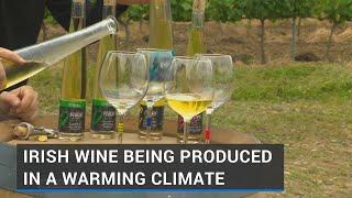 Irish wine being produced in a warming climate