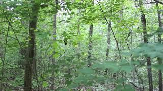 Screaming Sounds in the Woods, Rocks Thrown at Camera - Georgia, 2013