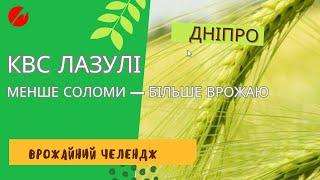 Жнива 2024 на Дніпропетровщині: КВС ЛАЗУЛІ дає 65,3 ц/га! Висока врожайність із мінімумом соломи 