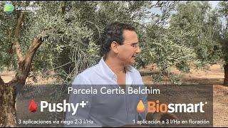 Biosmart y Pushy+: Resultados en olivar | Bioestimulantes Certis Belchim