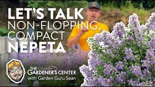 Let's Talk Compact & Non-flopping Varieties of Nepeta   Garden Guru Sean at The Gardener's Center