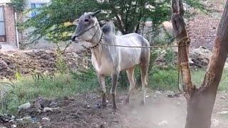 racing bull haryana | ox race | nagori bail