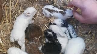 15-days old baby bunnies / Rabbit's#animallover