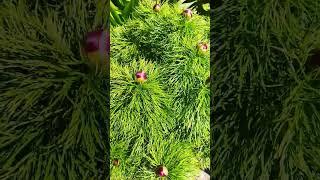 Совсем скоро распустится мой любимый укропчик - тонколистный пион флоре плено #пион #nature