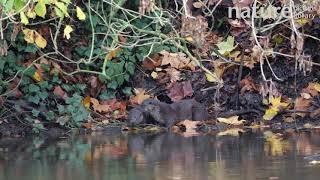 Adult female European otter standing with its pup on the edge of the river, River Stour, Dorset, UK