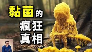 一灘粘液竟然也有智慧，還會走路，徹底震驚了科學界！顛覆所有認知的單細胞生物——黏菌【老肉雜談】#動物 #黏菌 #冷知識 #科普 #黏菌