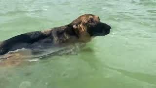 Sophie and Dad at Bonita Beach Dog Park. Feb. 2021