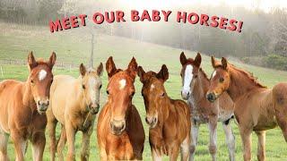 Meet ALL 6 Of Our Baby Horses!